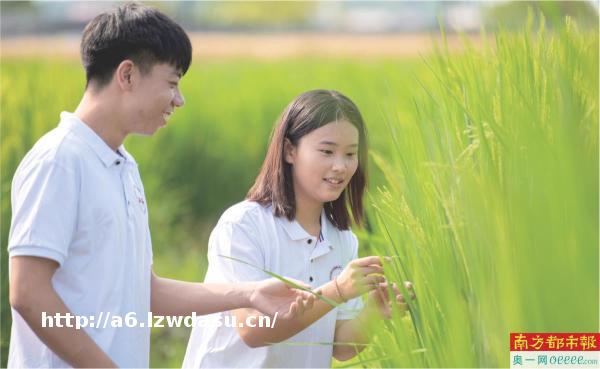 2米高“巨型稻”亩产达1500斤“禾下乘凉”听取蛙声一片