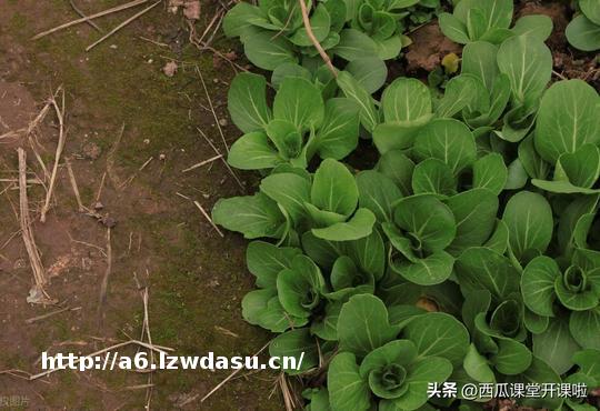 娃不爱吃青菜？试试“蔬菜超人”游戏，主动要吃指南