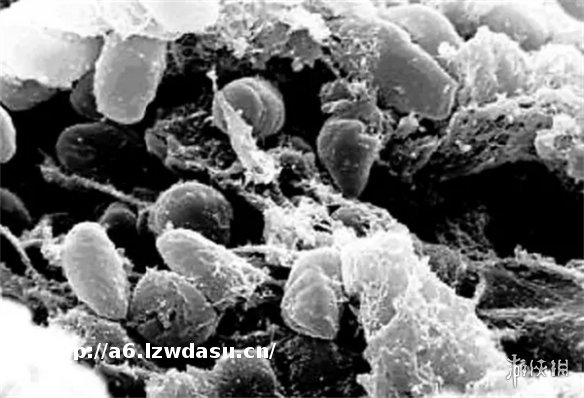 5年了，《瘟疫传说：无罪》仍是描述传染病最好的游戏之一
