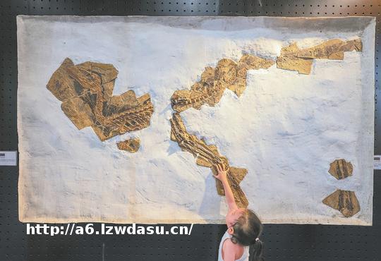 在古生物研学基地“拼装恐龙”