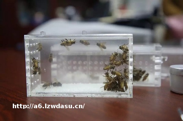 深圳一中医以蜜蜂蜇穴位以毒攻毒治风湿，被称男版“小龙女”