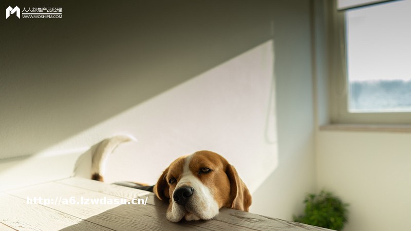 养成类小游戏：你的产品里适合养什么宠物？