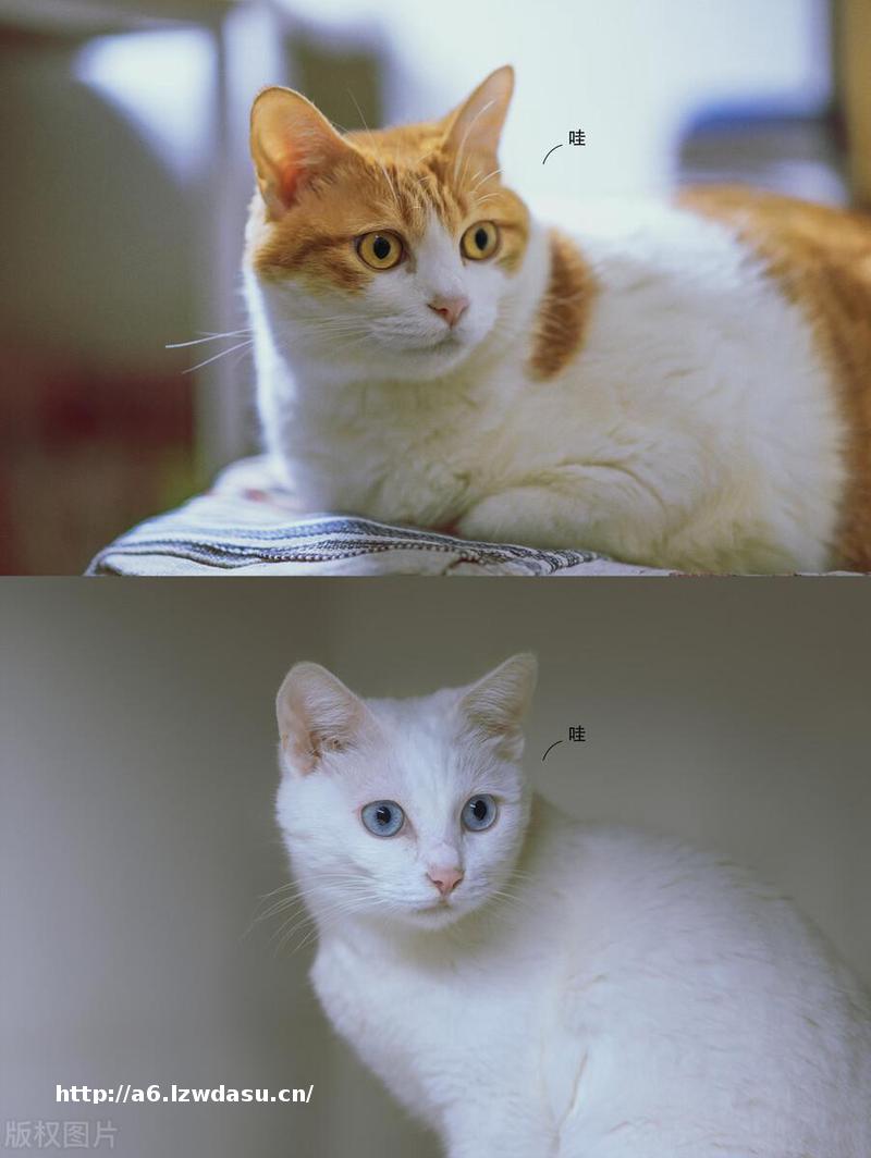 电玩城超级马戏团初级攻略