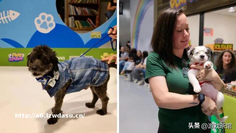 常年霸榜美国 iOS 免费榜,这家休闲游戏公司如何让玩家爱上社区?