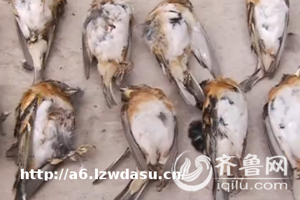 山东6人贪玩用弹弓捕杀野生鸟被抓