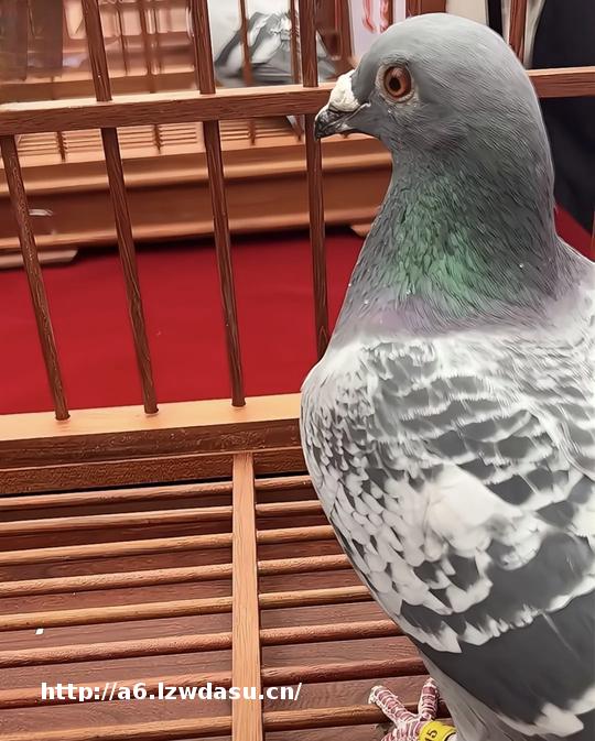 金牌教练揭秘：神奇小鸟全是6月进棚，少用药才是王道