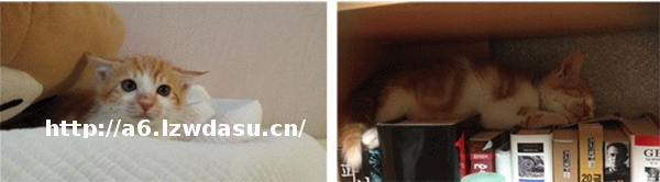 游戏论｜猫咪政治：猫咪和机器着陆资本世地球的方法