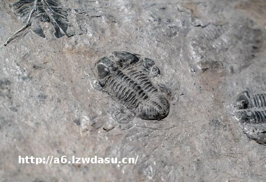 理查德·福泰：揭秘地球亿万年历史的“时间旅行者”