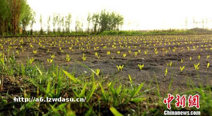 系疰夏绳、流行斗蛋游戏……立夏为何有这些习俗？