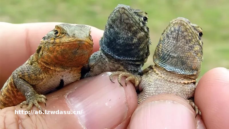 这种蜥蜴会玩石头剪刀布？花了30年，科学家终于解开另类游戏背后的基因奥秘