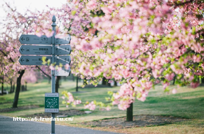 樱花季、马王堆、名家月……本周文旅生活指南出炉→