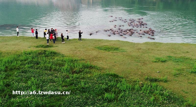 南充蓬安：百牛渡江成奇观 相如故城今起开门迎客_四川在线